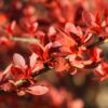 pigmen penyebab daun berwarna merah